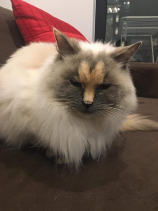 Illustration for article titled The 'Long Balls' on This Cat's Face Do Not Resemble a Penis